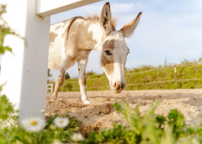 Appartamento Achter De Hoef Whg 3 Staberdorf